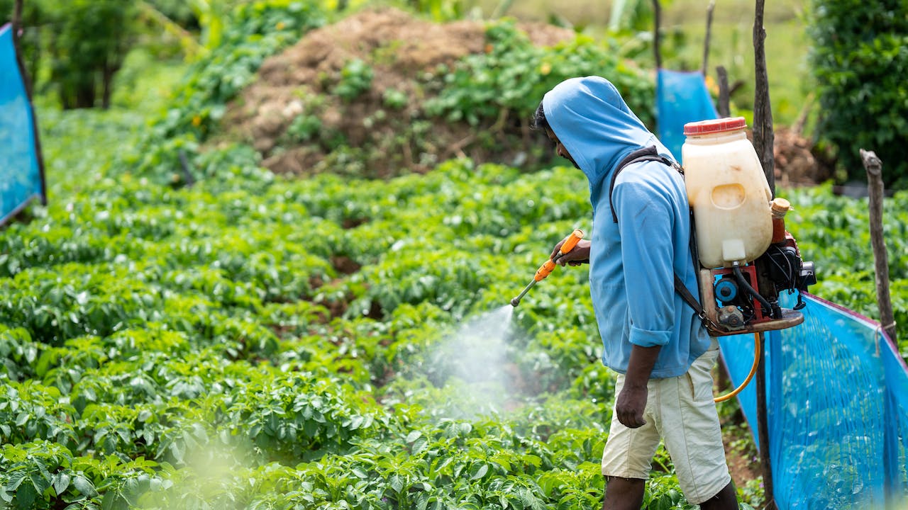 Engrais organique ou répulsif naturel : Les multiples usages du tourteau de ricin